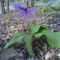 箱根湿生花園　その1